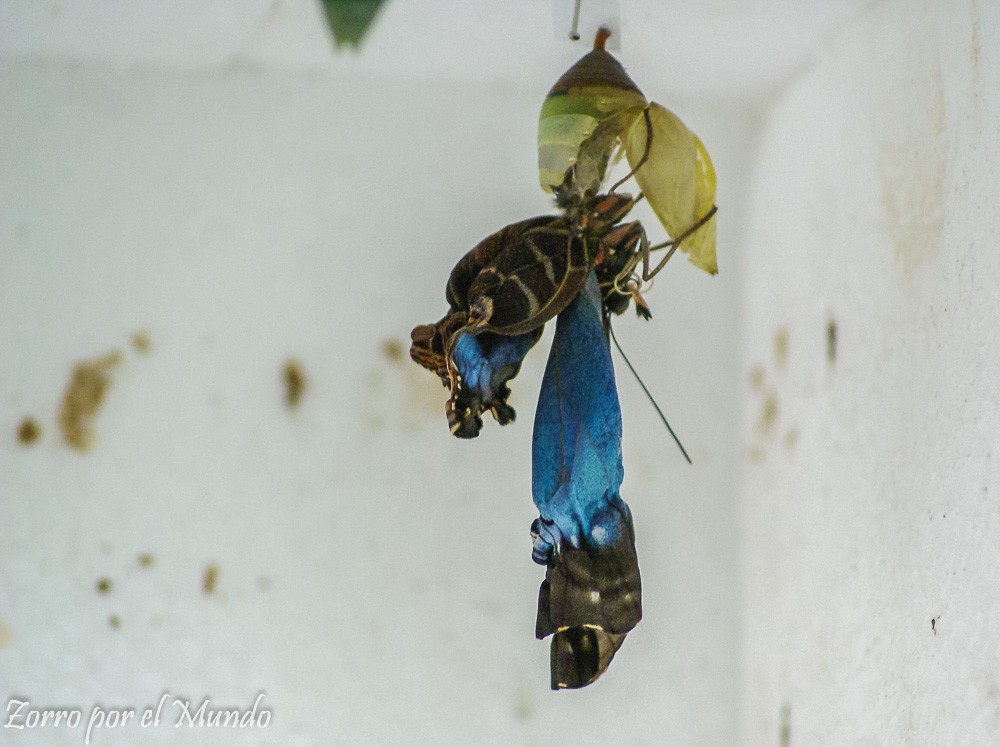 Mariposario en Santa Elena Costa Rica