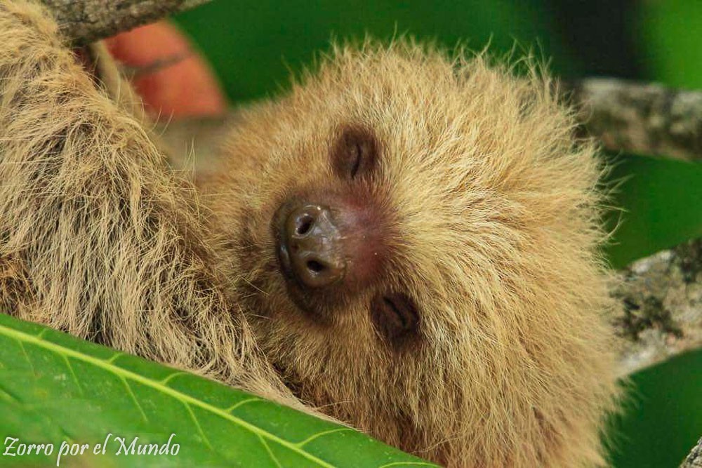 Perezoso en Corcovado Costa Rica