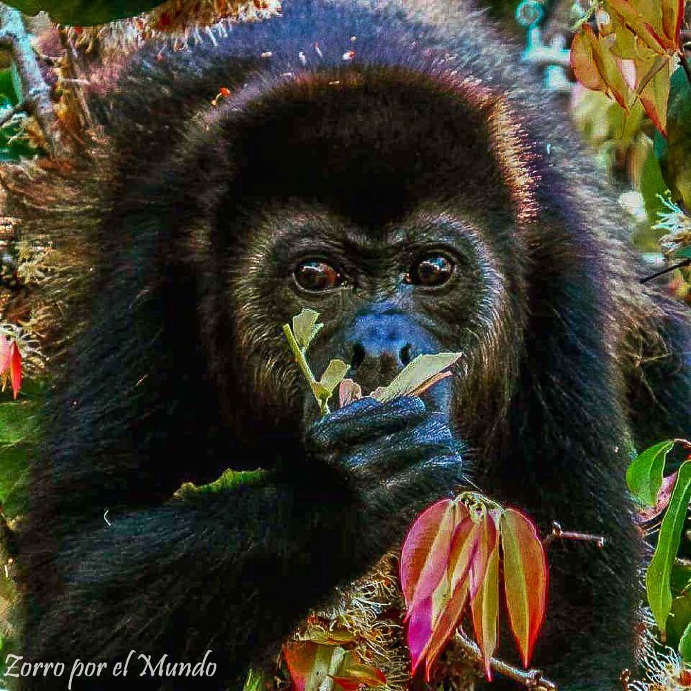Primate Corcovado Costa Rica