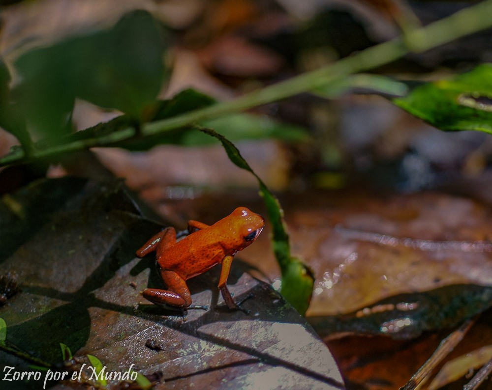 Rana Blue Jeans Frog