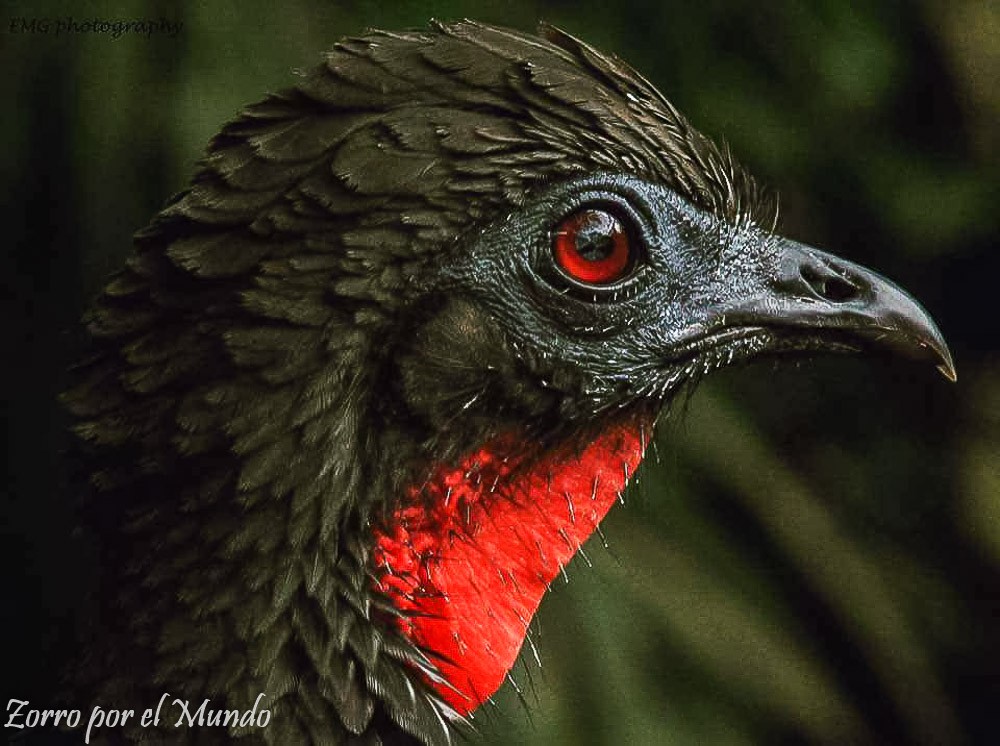 Ave negra en Corcovado Costa Rica